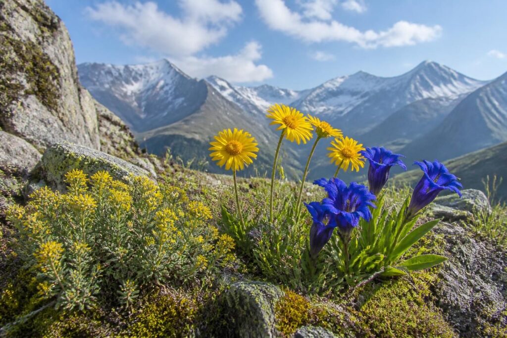 découvrez comment cultiver les plantes emblématiques des alpes comme le génépi, l'arnica et la gentiane pour embellir votre jardin et bénéficier de leurs vertus naturelles.