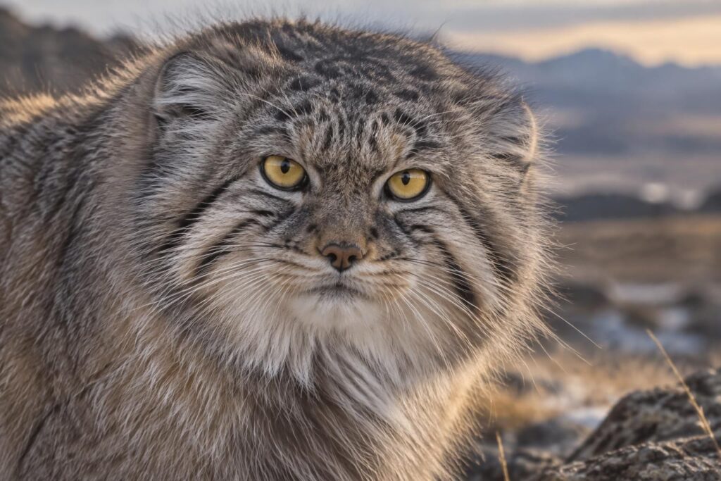 découvrez le felis manul, aussi appelé chat de pallas : portrait d’un félin sauvage mystérieux, de son habitat à ses étonnantes habitudes.