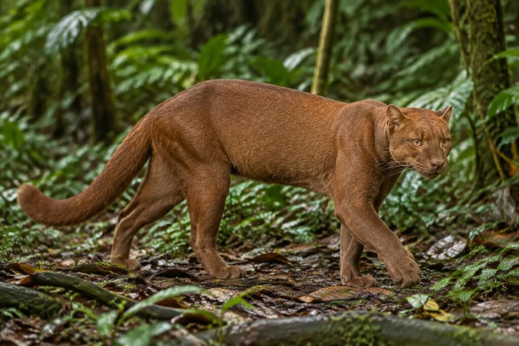 découvrez le yagouaroundi, aussi appelé jaguarundi : son apparence étonnante, ses caractéristiques et l’origine de ce félin atypique d’amérique.
